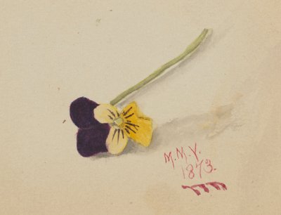 Sem título (Pansy) de Mary Vaux Walcott