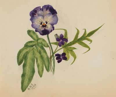 Sem título (Pansy) de Mary Vaux Walcott