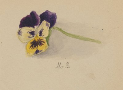 Sem título (Pansy) de Mary Vaux Walcott