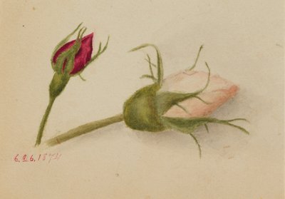 Sem título (botões de rosa) de Mary Vaux Walcott