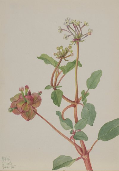 Sem título (Tripterocalyx pedunculatus) de Mary Vaux Walcott