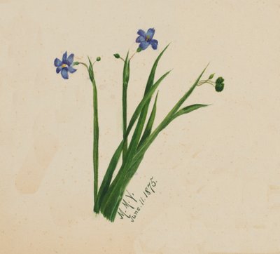 Sem título, 1875. de Mary Vaux Walcott