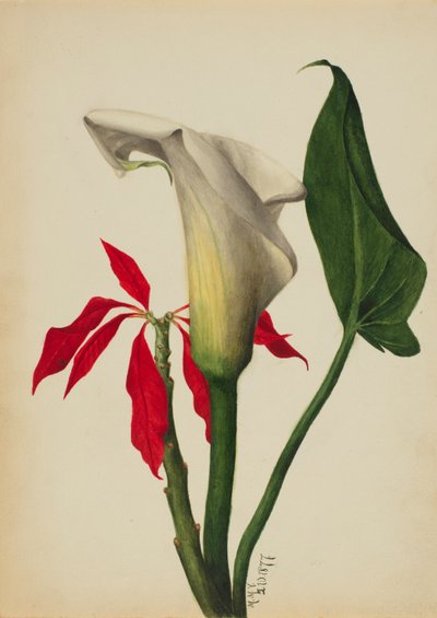Sem título Calla Lily, 1877. de Mary Vaux Walcott