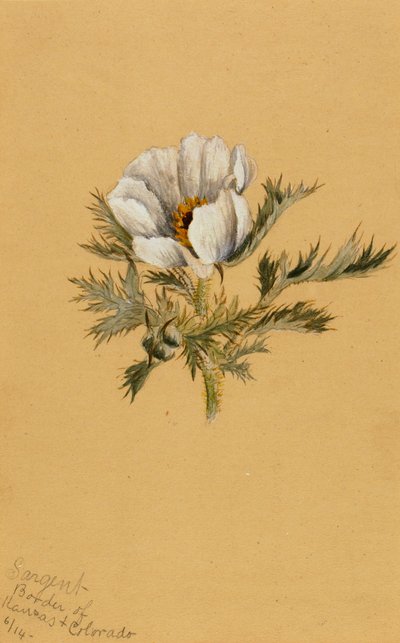 Untitled Flower Study, 1883. de Mary Vaux Walcott