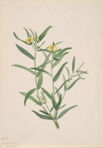 Estudo de flores sem título, 1923. de Mary Vaux Walcott