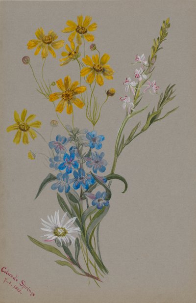 Sem título, Grupo de Flores, 1883. de Mary Vaux Walcott