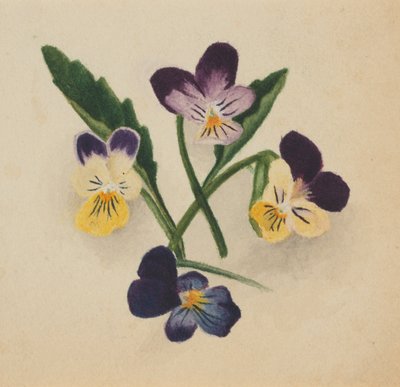 Untitled Pansies, 1874. de Mary Vaux Walcott