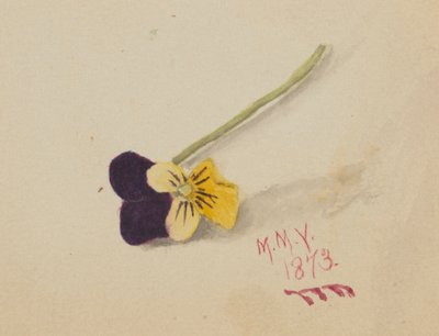 Sem título Pansy, 1873. de Mary Vaux Walcott