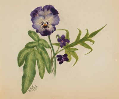 Amor-perfeito sem título, 1876. de Mary Vaux Walcott