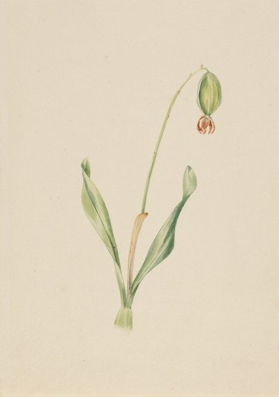 Untitled Plant Study, ca. início da década de 1930. de Mary Vaux Walcott