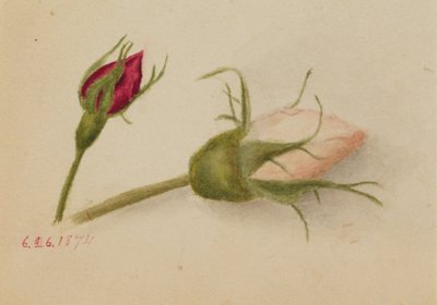 Sem título Rosebuds, 1874. de Mary Vaux Walcott