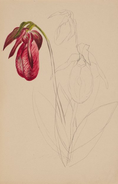 Esboço Inacabado Sem Título, s.d. de Mary Vaux Walcott