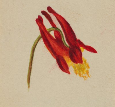 Sem título, ca. 1874. de Mary Vaux Walcott