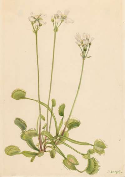 Venus Flytrap Dionaea muscipula, 1918. de Mary Vaux Walcott