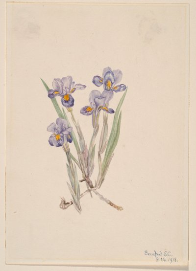 Íris Vernal (Iris verna) de Mary Vaux Walcott