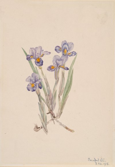 Vernal Iris Iris verna, 1918. de Mary Vaux Walcott