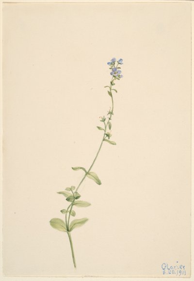 Verónica serpyllifolia de Mary Vaux Walcott