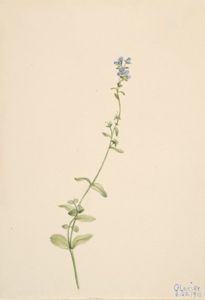 Veronica serpyllifolia, 1911. de Mary Vaux Walcott
