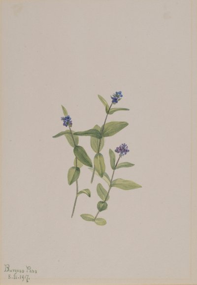 Verónica wormskjoldii de Mary Vaux Walcott