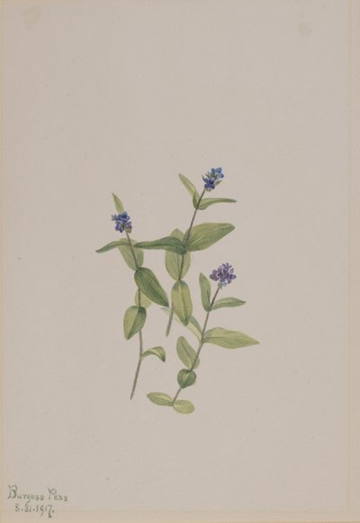Veronica wormskjoldii, 1917. de Mary Vaux Walcott