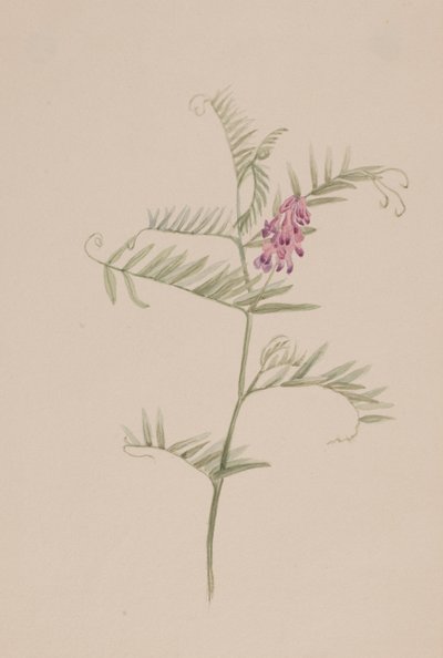 ervilhaca americana, ca. 1917-1918. de Mary Vaux Walcott