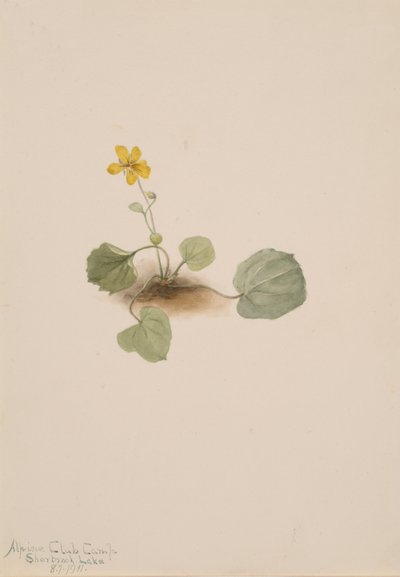 Viola orbiculata, 1911. de Mary Vaux Walcott