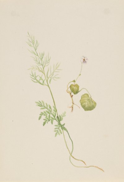 Viola palustris, ca. 1917-1918. de Mary Vaux Walcott