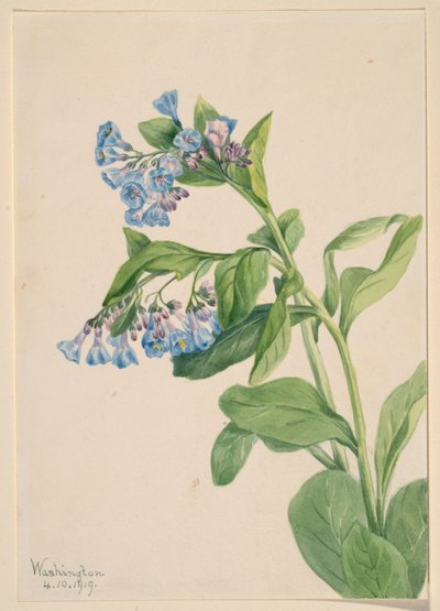Campainhas da Virgínia (Mertensia virginica) de Mary Vaux Walcott