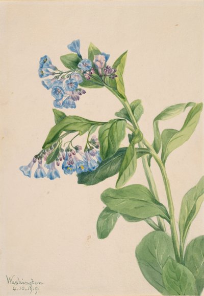 Virginia Bluebells Mertensia virginica, 1919. de Mary Vaux Walcott