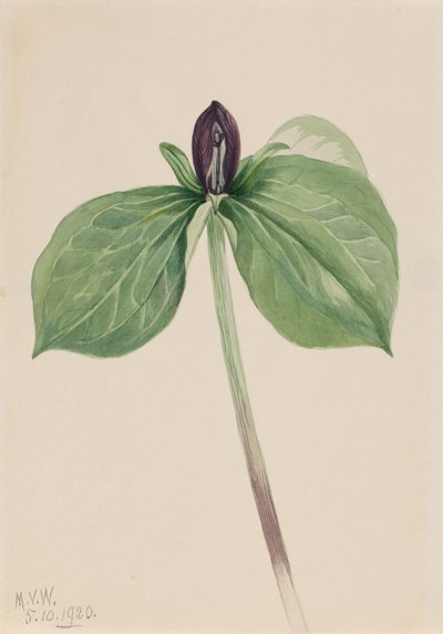 Wake-Robin Trillium sessile, 1920. de Mary Vaux Walcott