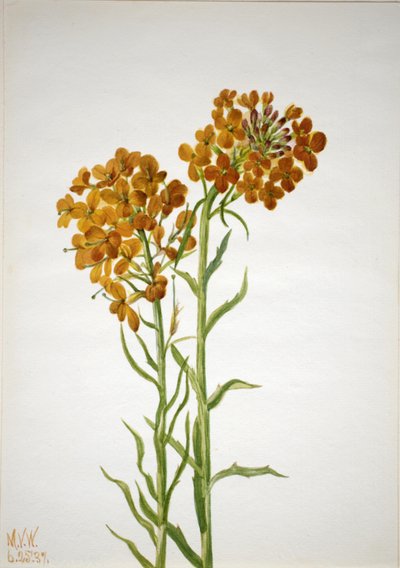 Wallflower Erysimum wheeleri, 1937. de Mary Vaux Walcott