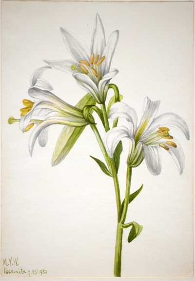 Lírio de Washington (Lilium washingtonianum) de Mary Vaux Walcott