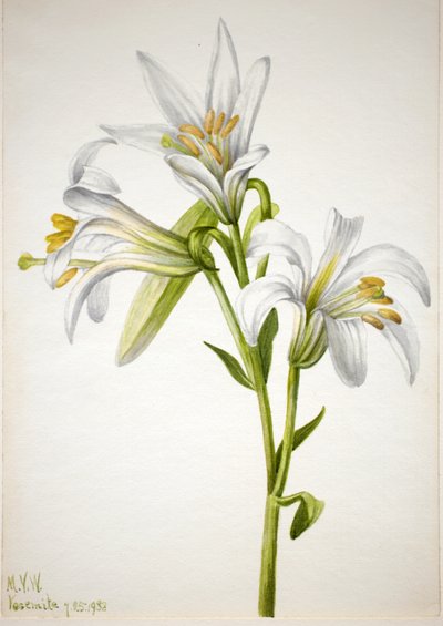 Washington Lily Lilium washingtonianum, 1933. de Mary Vaux Walcott