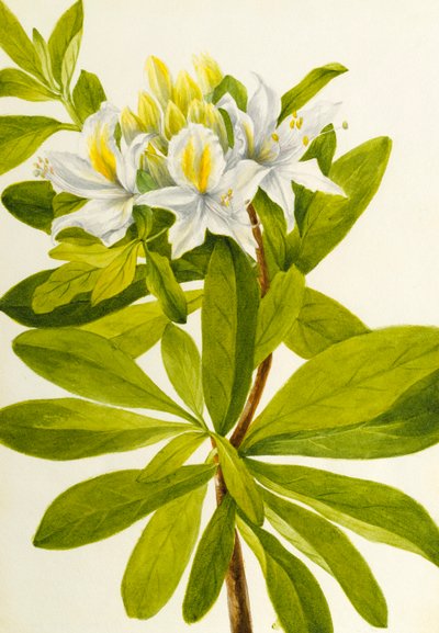 Azálea ocidental (Rhododendron occidentale) de Mary Vaux Walcott