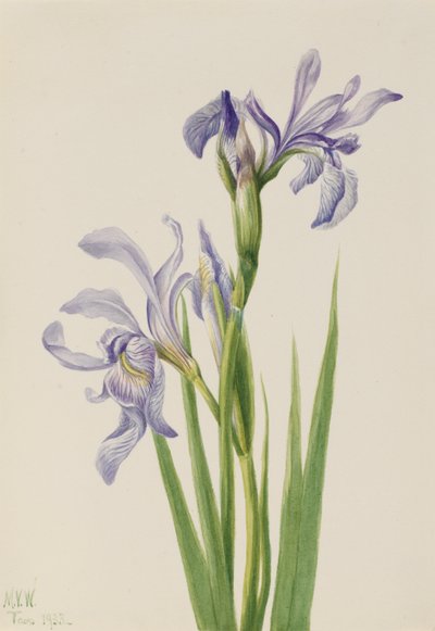 Bandeira Azul do Oeste (Iris missouriensis) de Mary Vaux Walcott