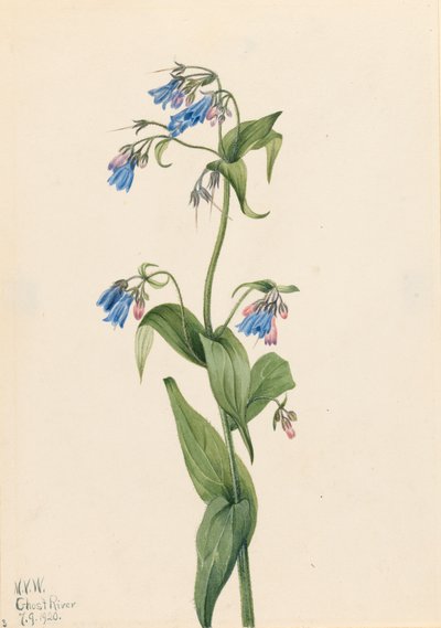 Western Bluebells Mertensia paniculata, 1920. de Mary Vaux Walcott