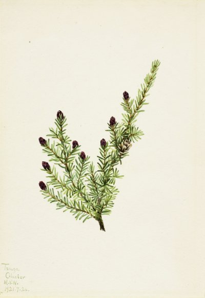 Cicuta ocidental (Tsuga heterophylla) de Mary Vaux Walcott