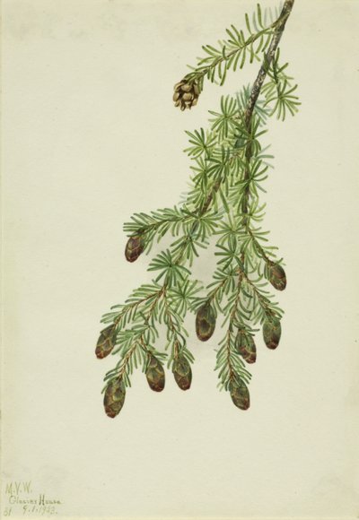 Western Hemlock Tsuga heterophylla, 1923. de Mary Vaux Walcott