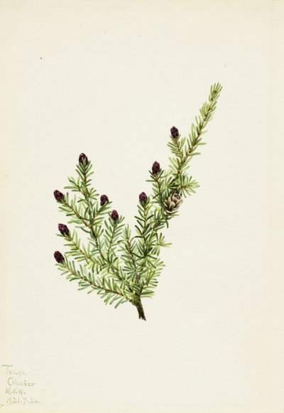 Western Hemlock Tsuga heterophylla, 1924. de Mary Vaux Walcott