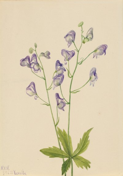 Aconitum columbianum (Aconitum columbianum) de Mary Vaux Walcott