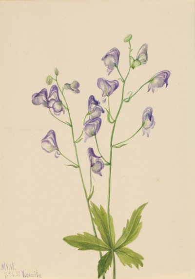 Monkshood Aconitum columbianum do Oeste, 1933. de Mary Vaux Walcott