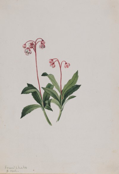 Pipsissewa ocidental (Chimaphila umbellata) de Mary Vaux Walcott