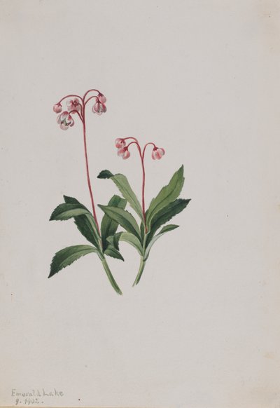Western Pipsissewa Chimaphila umbellata, 1902. de Mary Vaux Walcott