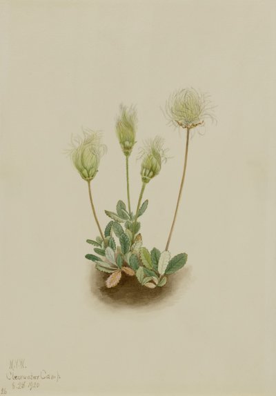 Dryad branco (Dryas octopetala) de Mary Vaux Walcott
