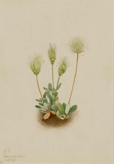 Dryad Dryas octopetala branco, 1920. de Mary Vaux Walcott