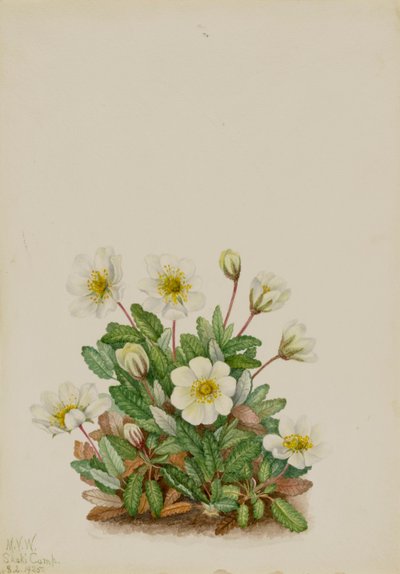 White Dryad Dryas octopetala, 1925. de Mary Vaux Walcott