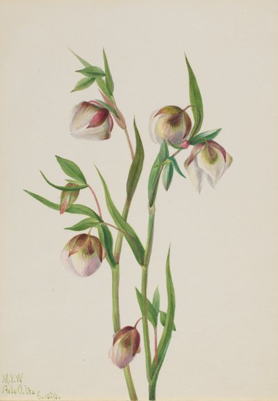Lanterna das Fadas Brancas Calochortus albus, 1933. de Mary Vaux Walcott