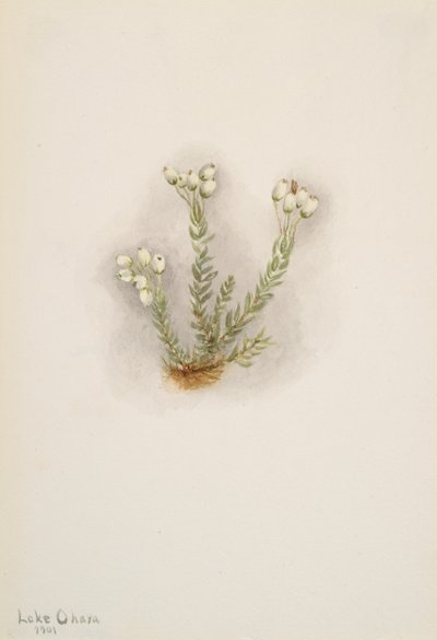 Urze Branca Phyllodoce grandiflora, 1901. de Mary Vaux Walcott