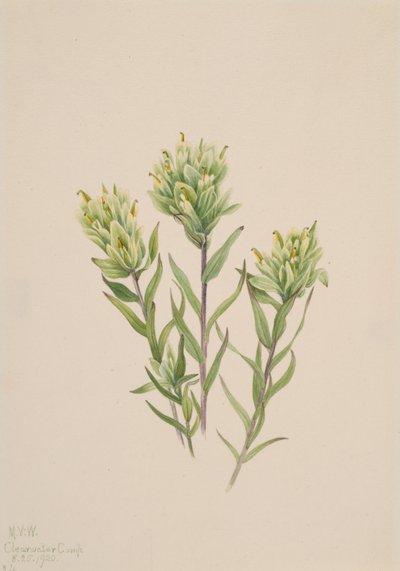 Pincel Branco Indiano Castilleja occidentalis, 1920. de Mary Vaux Walcott