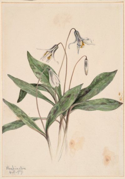 Truta branca (Erythronium albidum) de Mary Vaux Walcott